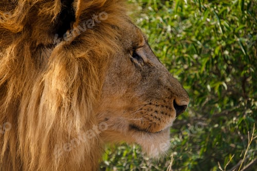 Preview: African Lions during safari game drive in Kruger National park South Africa