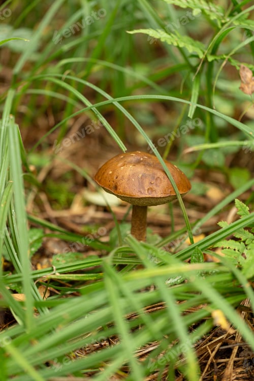 Preview: Edible mushroom birch bolete in the forest