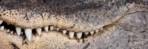 Preview: American Alligator (30 years) - Alligator mississippiensis