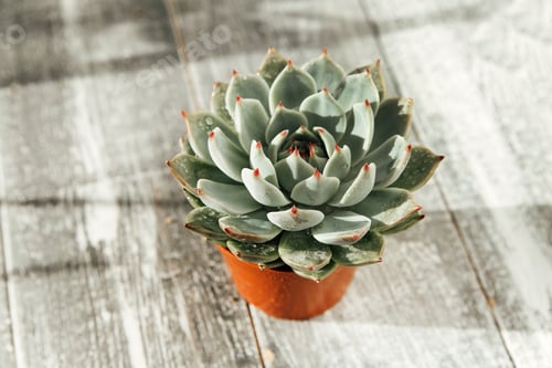 Preview: succulent on background, the concept of cozy home flower
