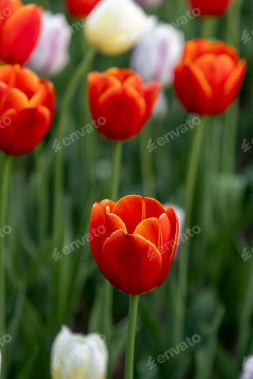 Preview: Tulips in park during spring. Flowers blooms in garden close up