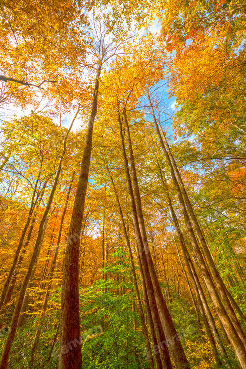 Preview: Colorful Trees In a Wild Forest
