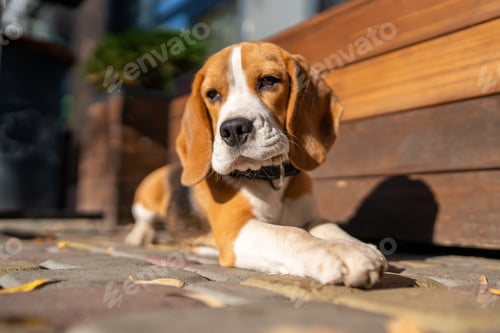 Preview: Beautiful and funny beagle puppy dog lies on the street near a cafe urban background. Cute dog