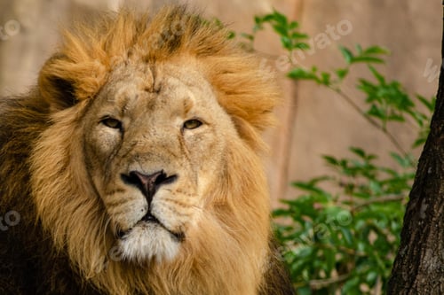 Preview: lion, wilderness, leo