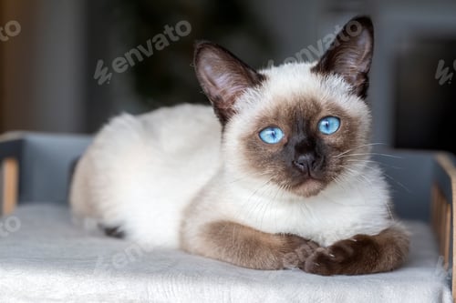 Preview: Cute kitten siamese cat indoor