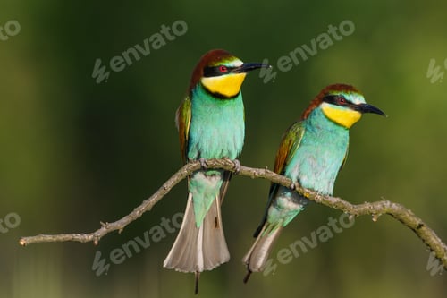 Preview: A Pair of European Bee-Eaters Perched on a Branch.