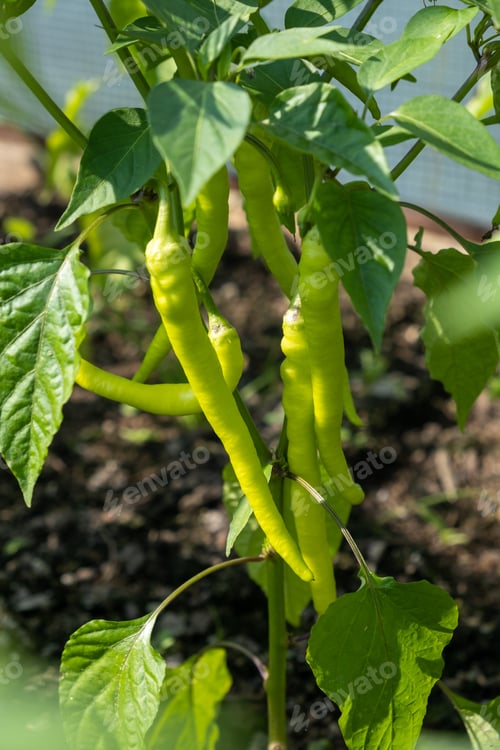 Preview: A lot of green peppers on a bush in a greenhouse.
