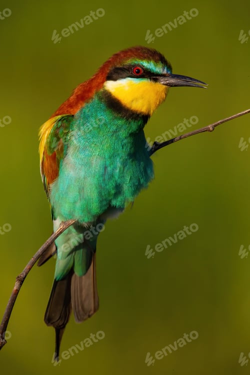Preview: European bee-eater singing on bough in summer sunlight