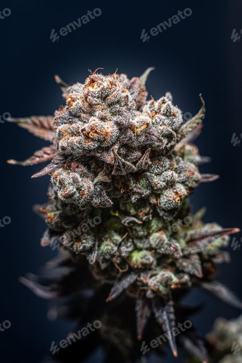 Preview: Vertical shot of a flowered kush cannabis plant on a dark background