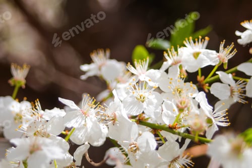 Preview: fresh spring branches of cherry tree with flowers, natural floral easter background. White blossomin