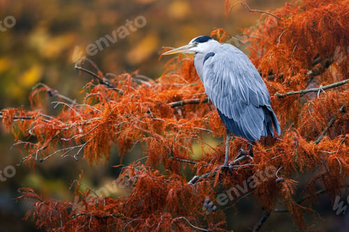 Preview: Heron on Autumn Foliage