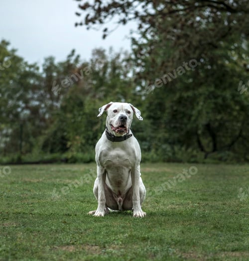 Preview: Dogo Argentino, 2 years old, in park