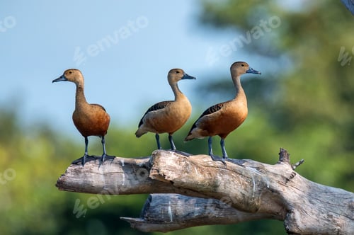 Preview: Lesser whistling-duck or Dendrocygna javanica perches on a tree