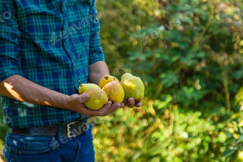 Preview: Pear harvest in the garden. Selective focus.