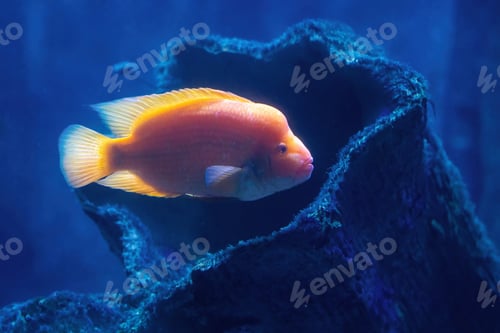 Preview: Orange Fish Swimming Near Blue Coral in Water