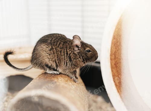 Preview: Adorable Degu Rodent Perched on Wooden Surface Indoors