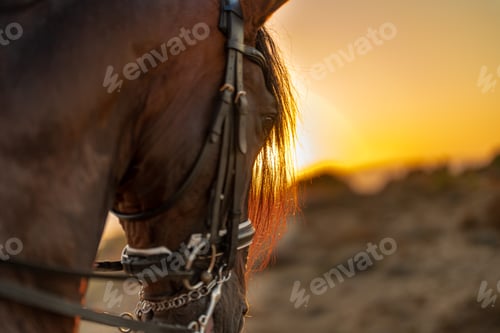 Preview: a horse's mane against the light of the setting sun