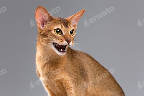 Preview: Purebred Abyssinian Young Cat Portrait On Gray Background