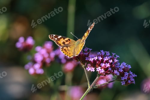 Preview: Orange butterfly Small tortoiseshell on purple flower