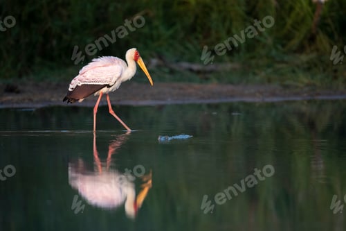 Preview: A yellow-billed stork, Mycteria ibis, walks through water showing its reflection, leg rasied, side