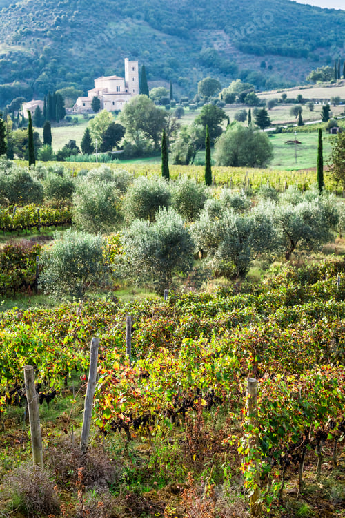 Preview: View of the vineyards and monastery in Tuscany