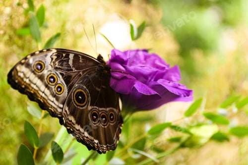 Preview: Beautiful Blue Morpho butterfly on eustoma flower outdoors