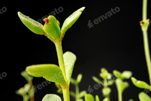 Preview: Small young green sprouts of a plant on black background