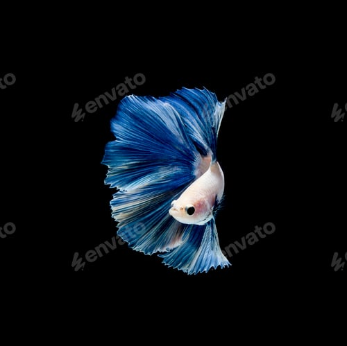 Preview: Betta fish, siamese fighting fish, betta splendens isolated on black background
