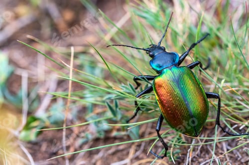 Preview: Rare Galosoma sycophanta bettle in grass close up