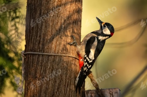 Preview: Great Spotted Woodpecker or Dendrocopos major on a tree trunk