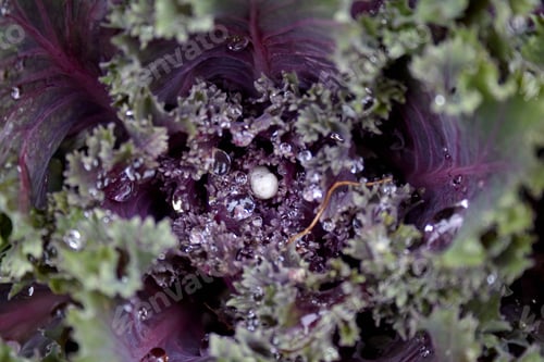 Preview: Purple Cabbage Close Up