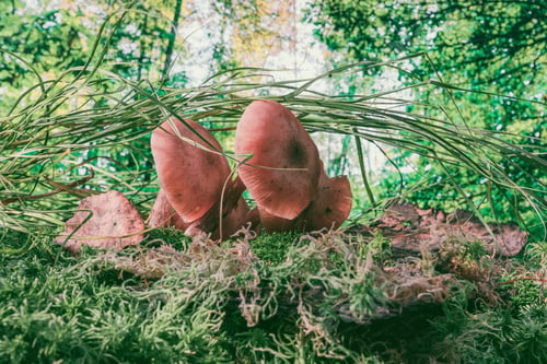 Preview: Edible Mushrooms In The Grass- Nature Background. Forest Landscape.