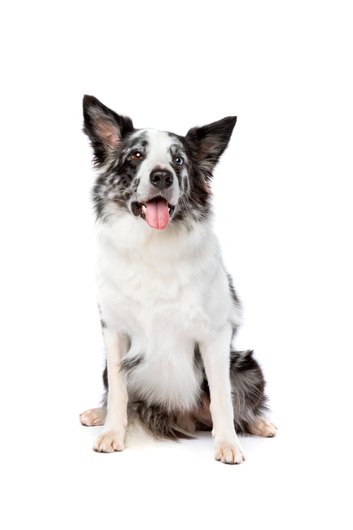 Preview: dog