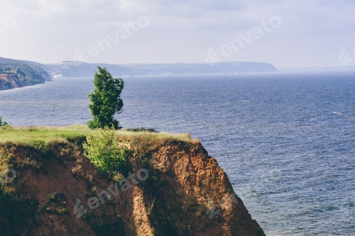 Preview: Lonely tree on cliff