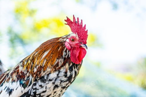 Preview: Beautiful rooster in the Parque de las Naciones in the town of Torrevieja, Alicante