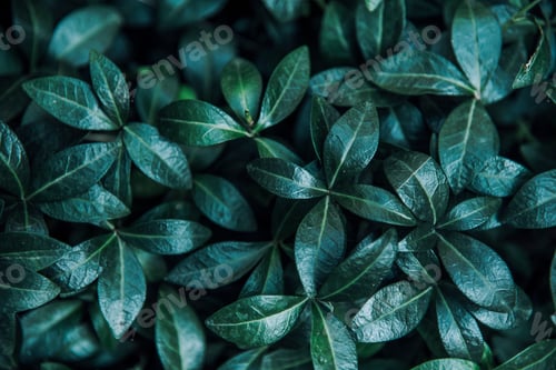 Preview: Green forest leaves background from above.