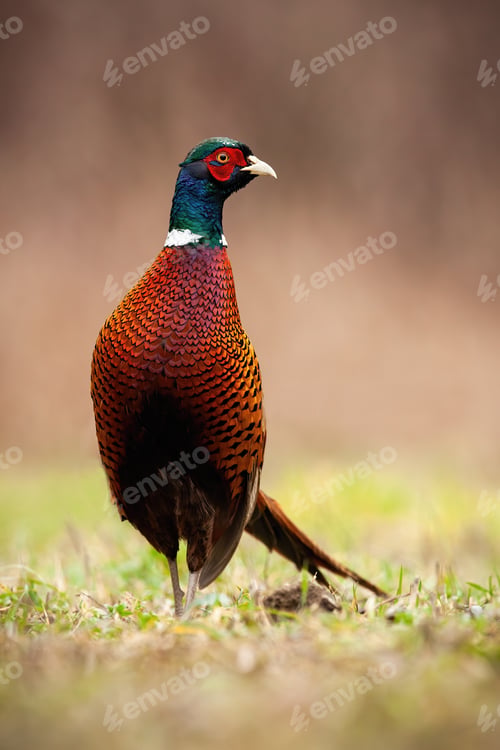 Preview: Common pheasant cock observing curiously in wilderness