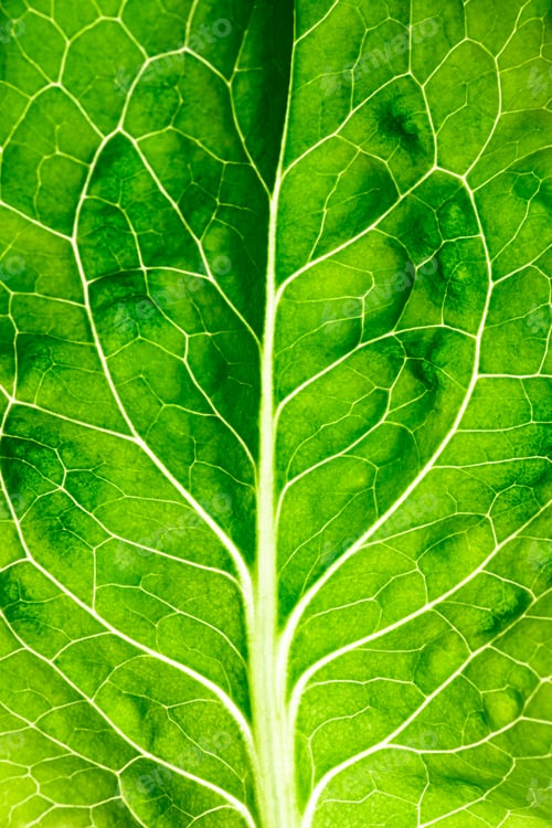 Preview: Close-up of vibrant green lettuce salad leaf