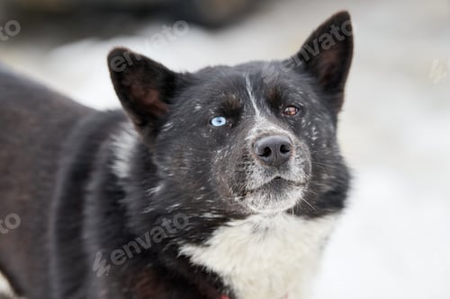 Preview: Husky sled dog face, winter background