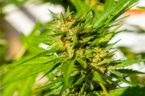 Preview: Beautiful marijuana buds surrounded by leaves. The medicinal cannabis plant seen up close