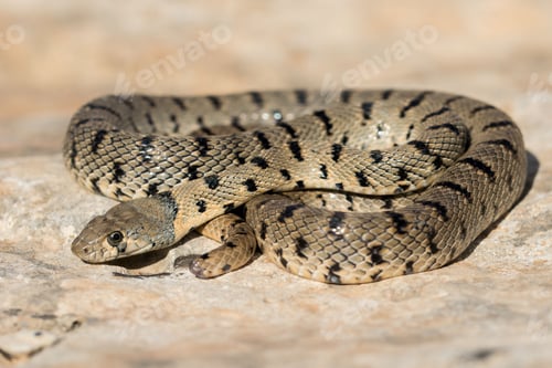 Preview: Algerian Whip Snake (Hemorrhois algirus) found in Malta, locally called Serp Ahdar