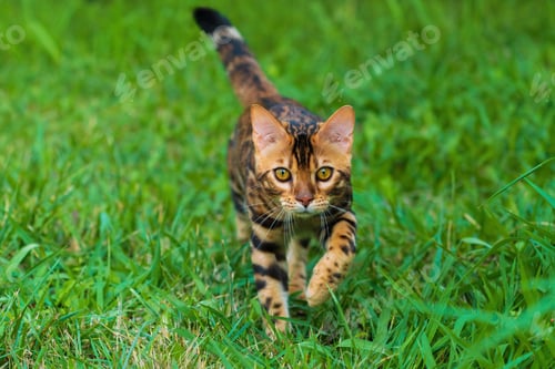 Preview: Beautiful young bengal cat in the garden
