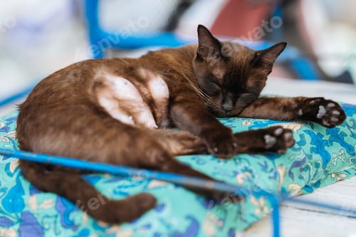 Preview: Sleeping Siamese Cat on a Blue Mat.