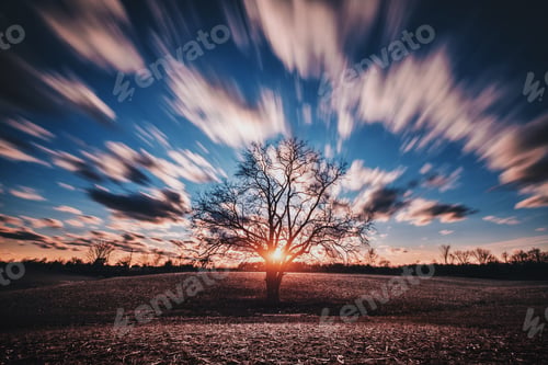 Preview: The sunset tree