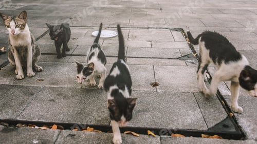 Preview: Group of cute street cats and kittens