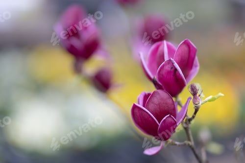 Preview: some purple flowers that are in the grass near many yellow flowers