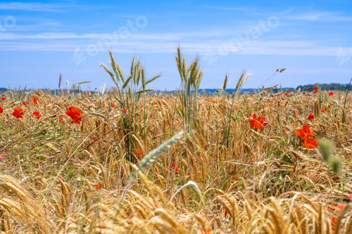 Preview: Corn field with red poppies
