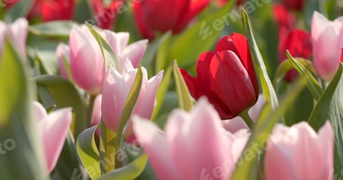 Preview: Tulip flower garden