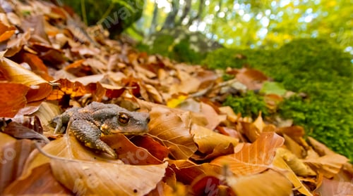 Vista previa: European Toad, Hayedo de la Pedrosa, Spain