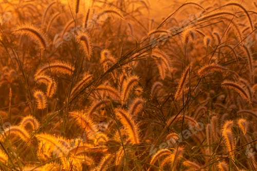 Preview: Grass flower in the morning at sunrise with golden sunshine. Flower field in rural. Orange meadow